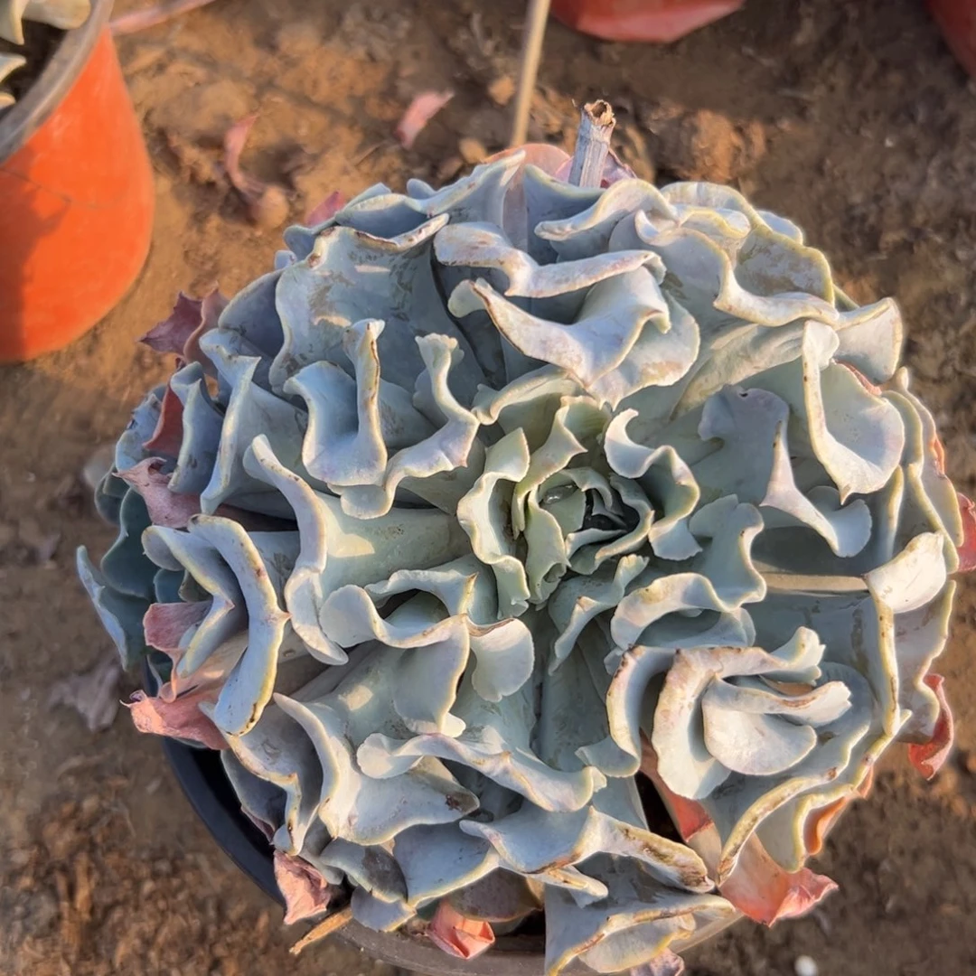 多肉中央音乐学院哟