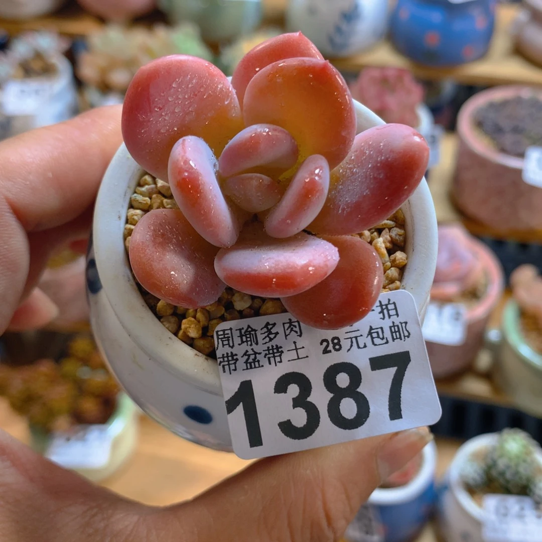 精控多肉植物1387
