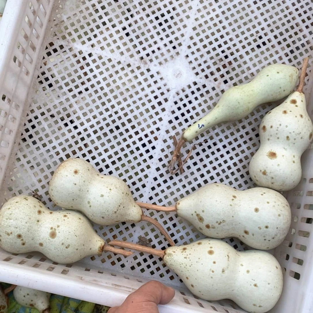 用****6文玩葫芦青皮葫芦