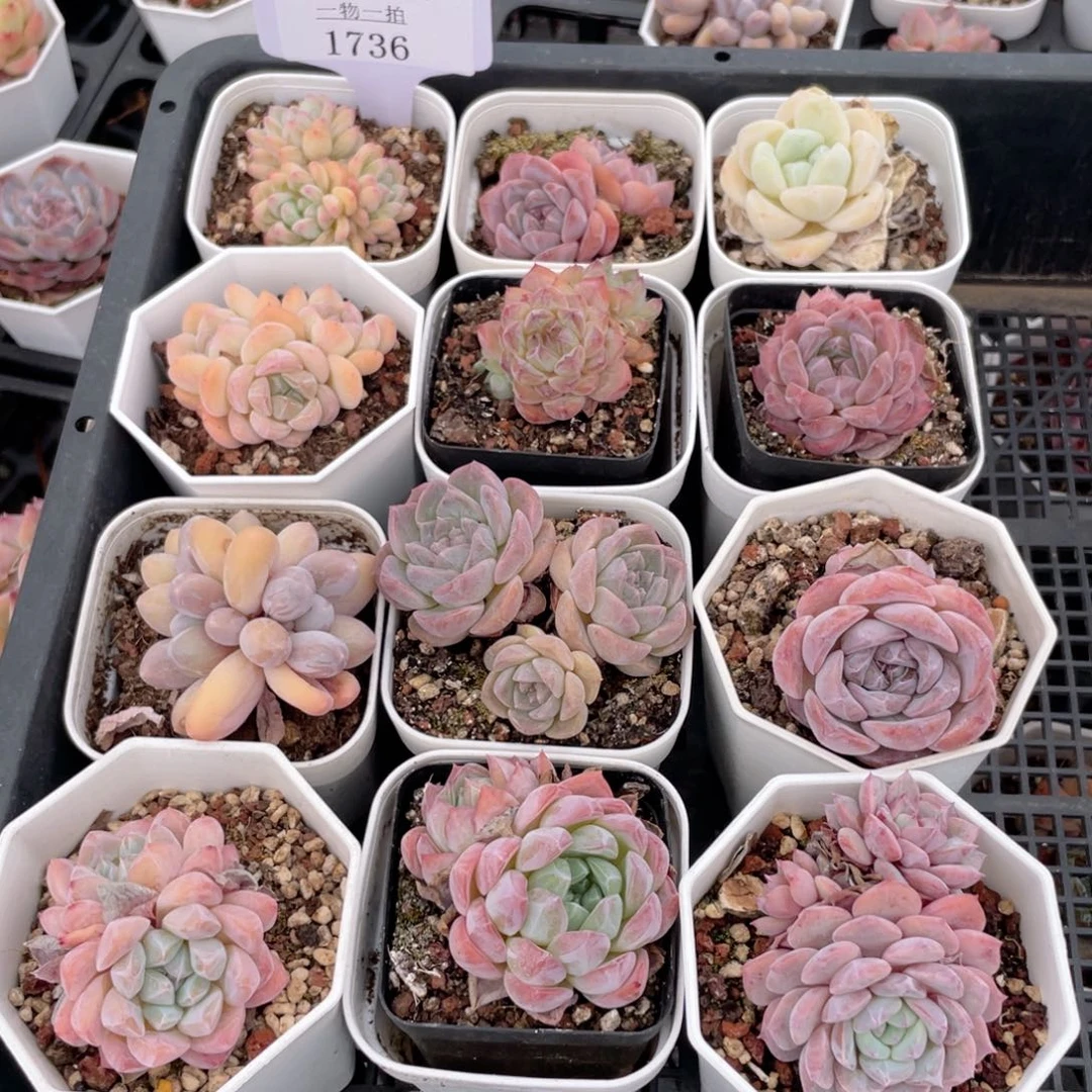 薇薇安园艺多肉1736