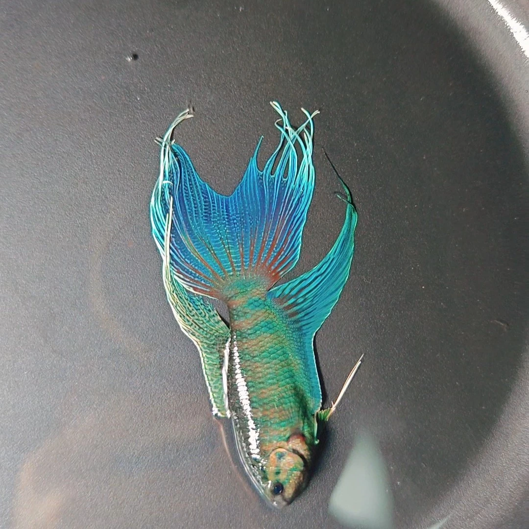 中国斗鱼，改良普，多彩普，冷水鱼