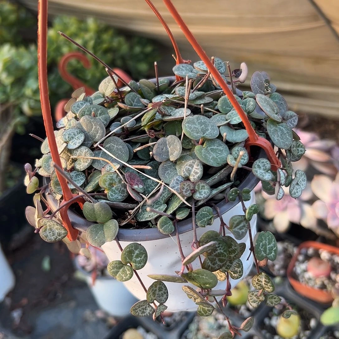 多肉植物爱之蔓带盆