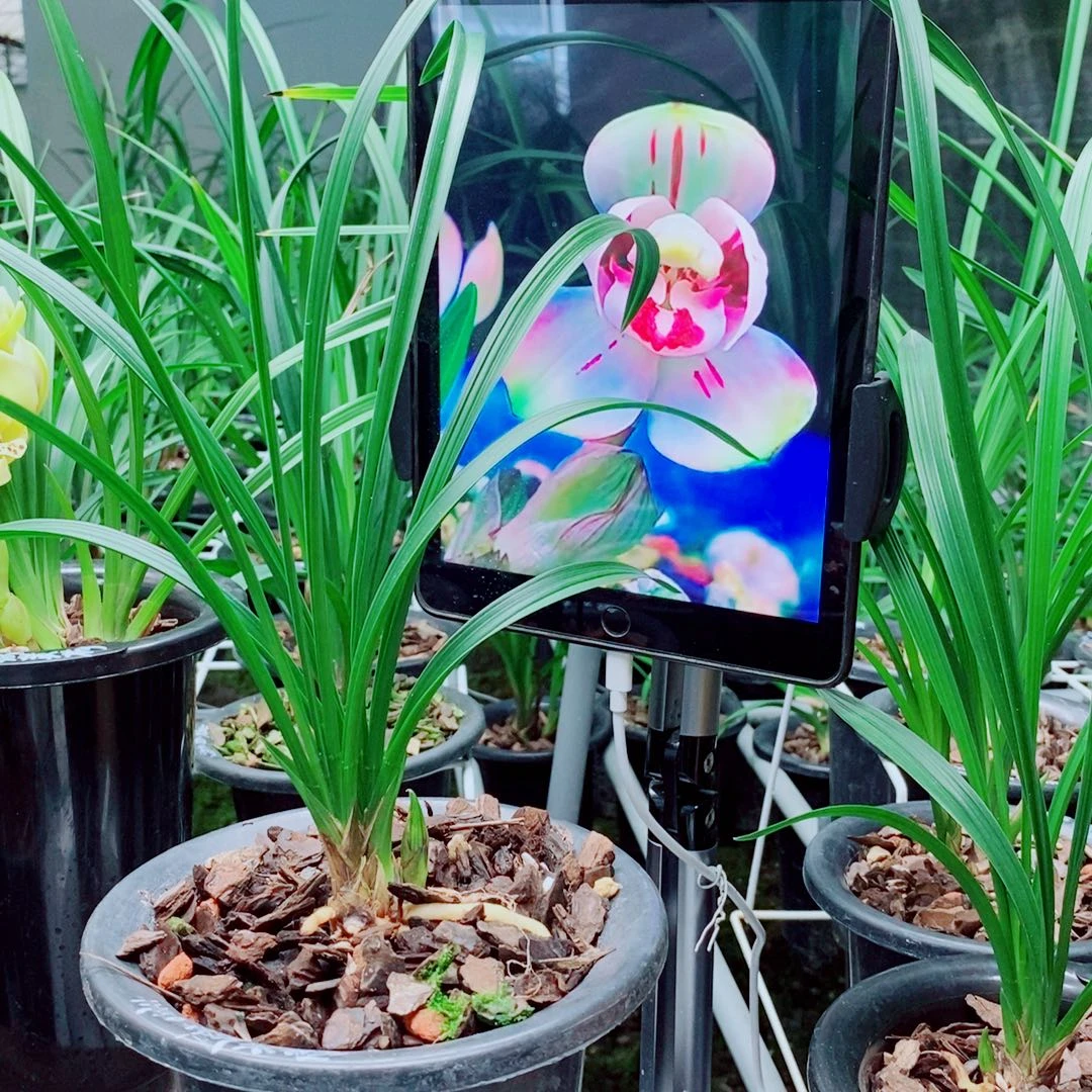 当前无花栽培后可以开花