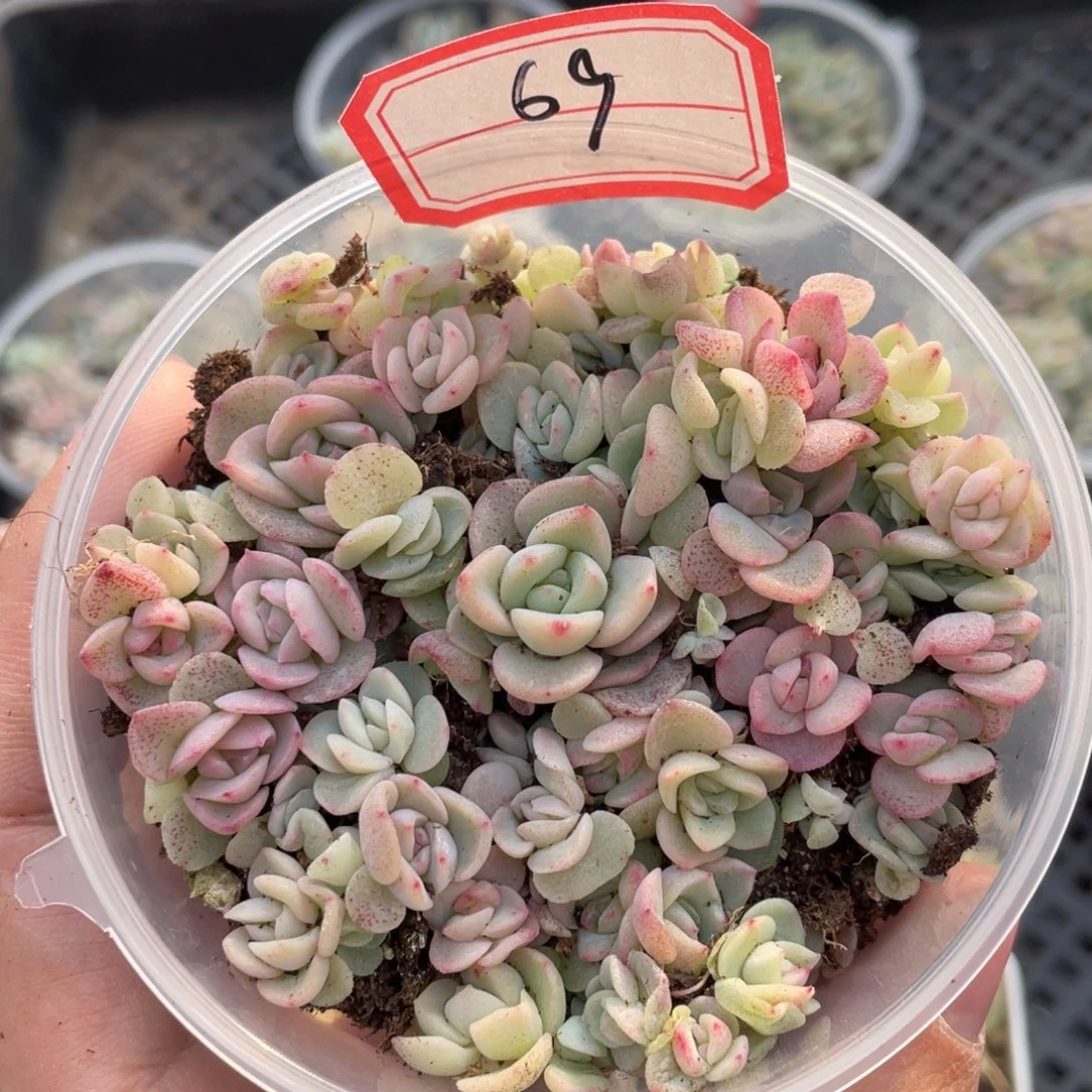 69特欧播种切糕苗苗