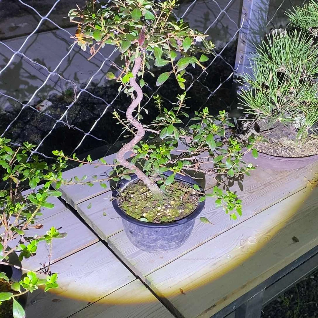 花*树杜鹃花花哥运费到付