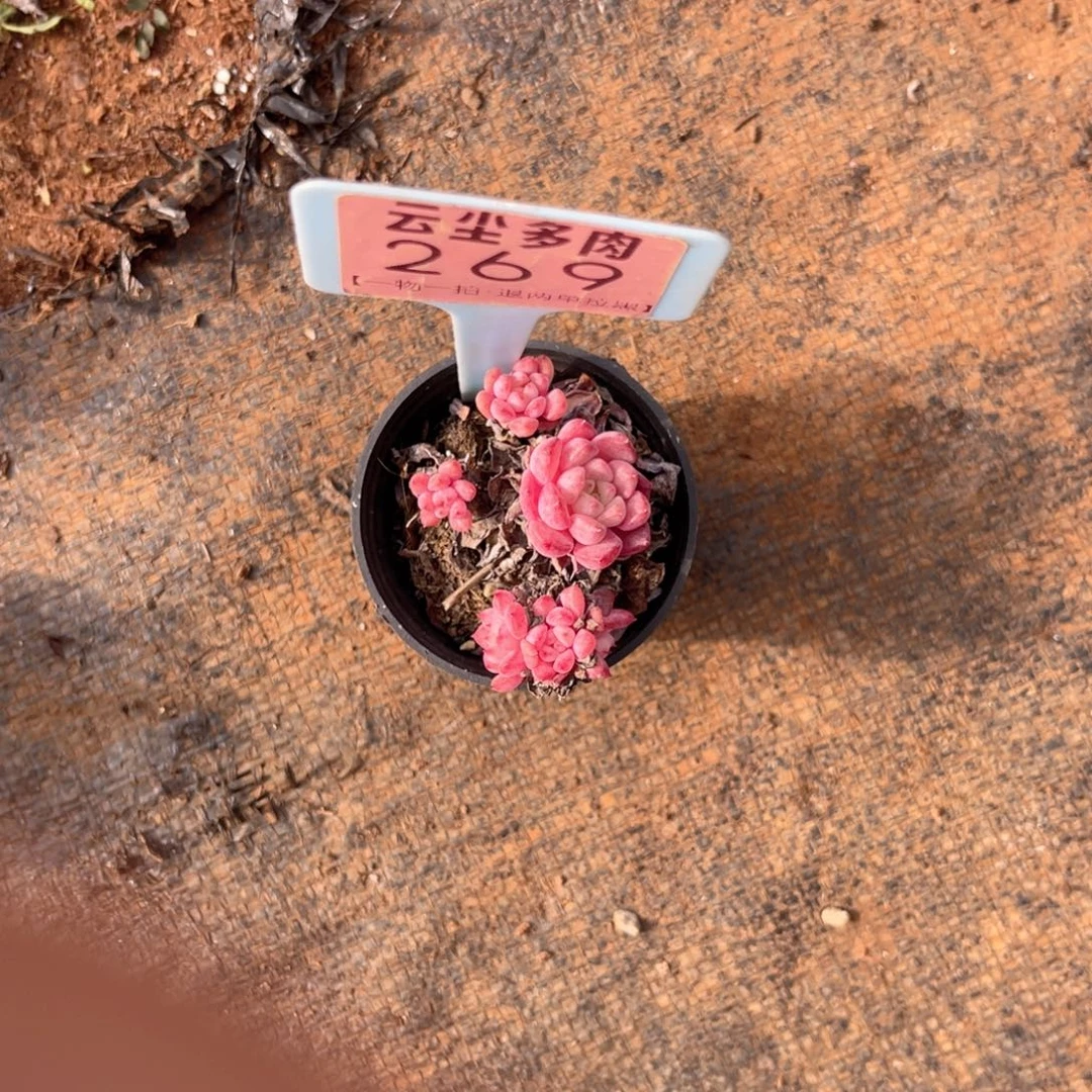 淡***风云尘多肉一物一拍269，