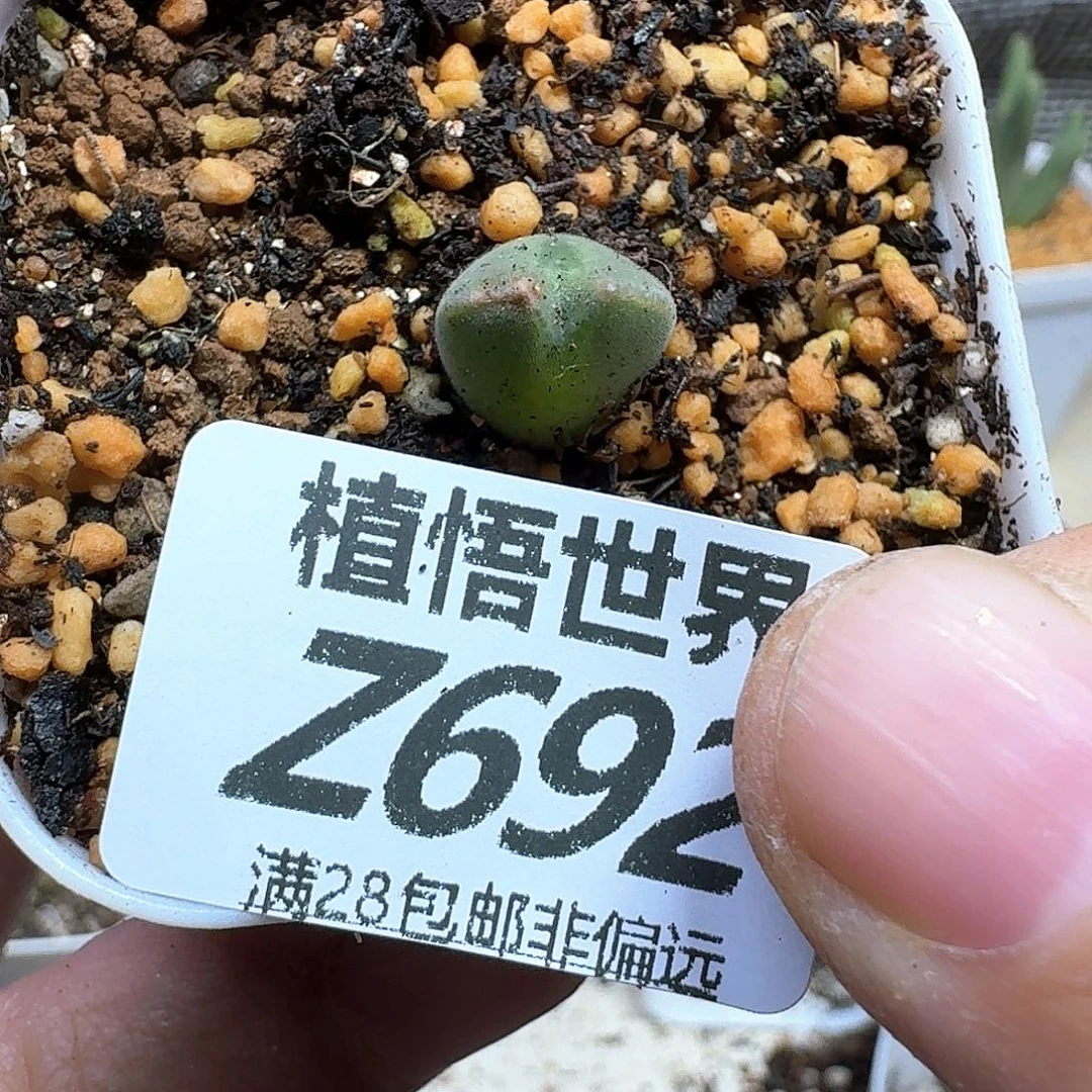 ****️多肉植物的人生fgh