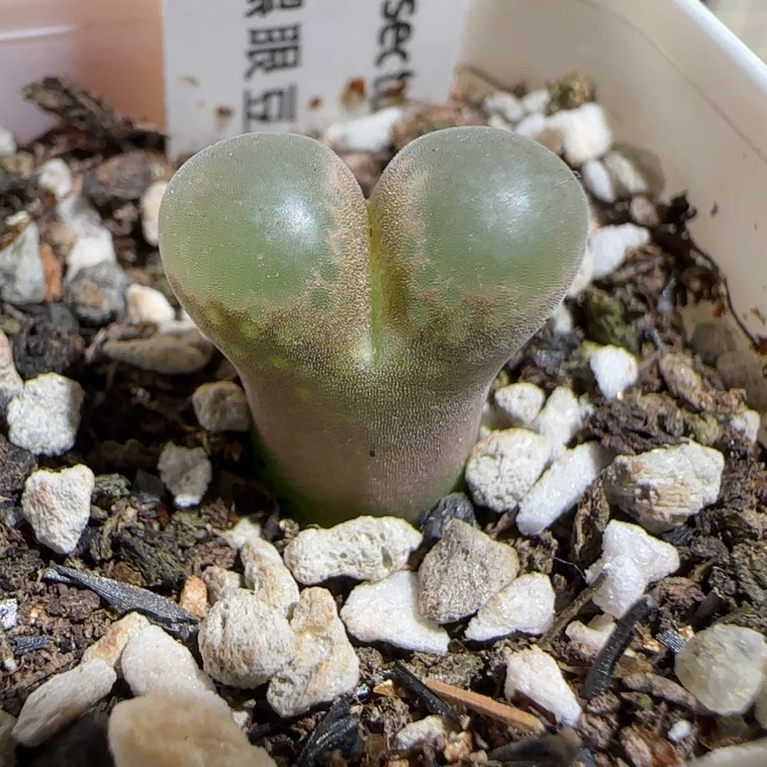 肉锥多肉植物组合-黑眼豆豆450