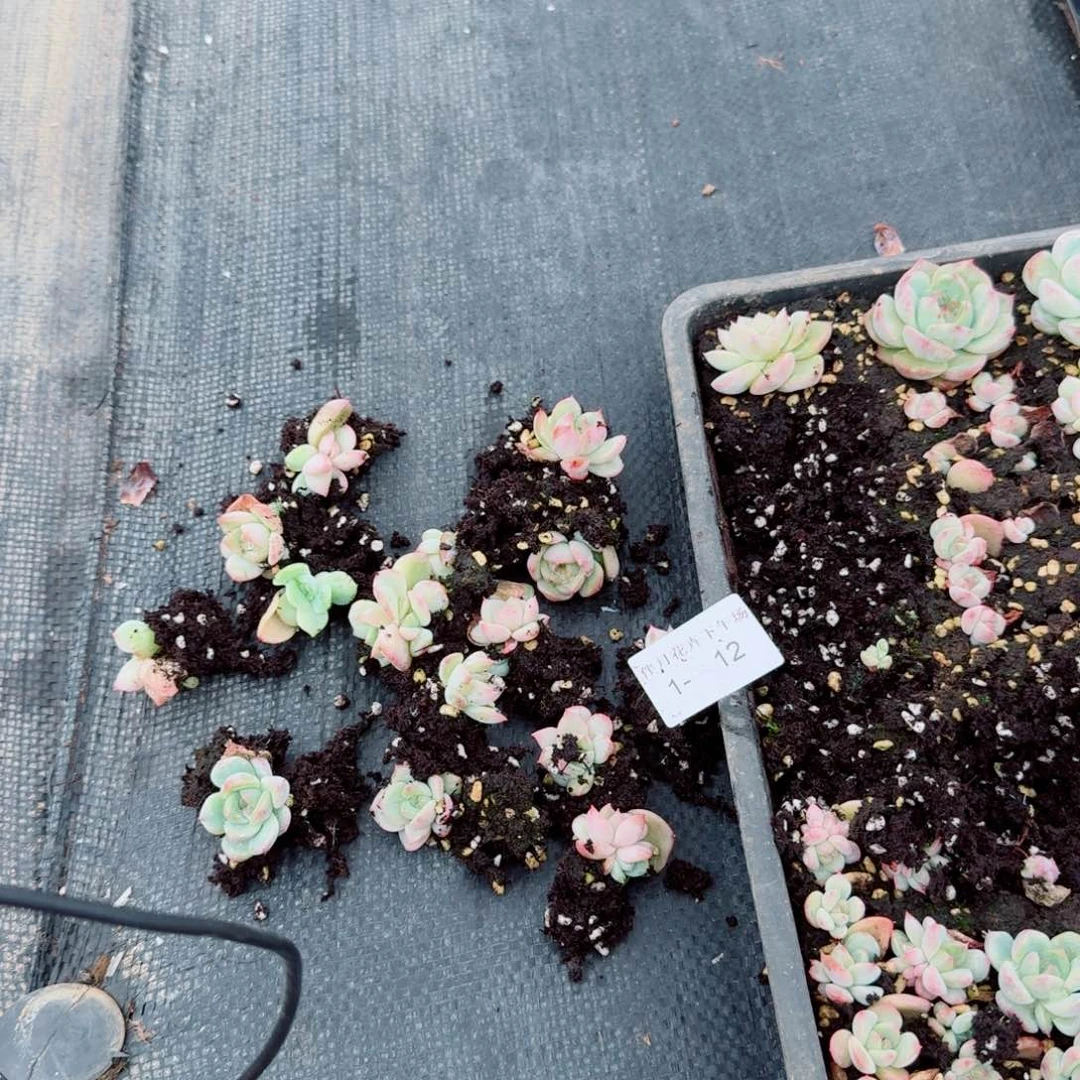 多肉杂交珍妮叶插大的两颗量拍1-12（路对面）下午场