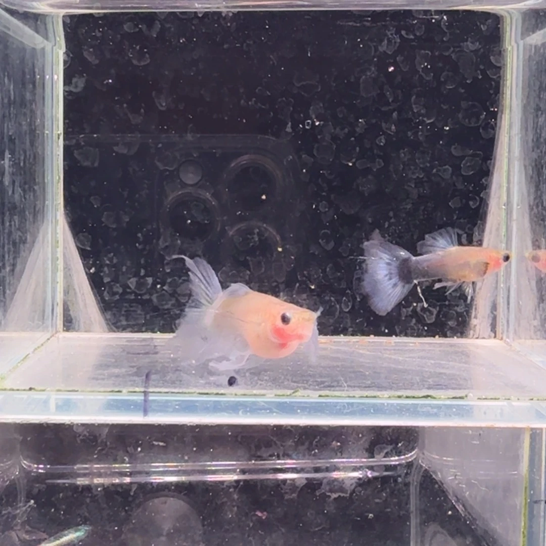 孔雀鱼蓝礼服玻璃猫大C1对