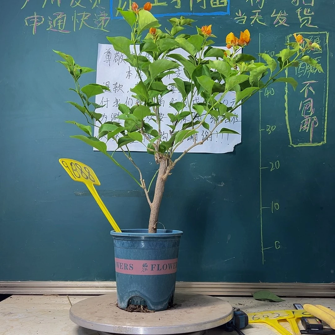 当前无花栽培后可以开花柠檬黄 9888