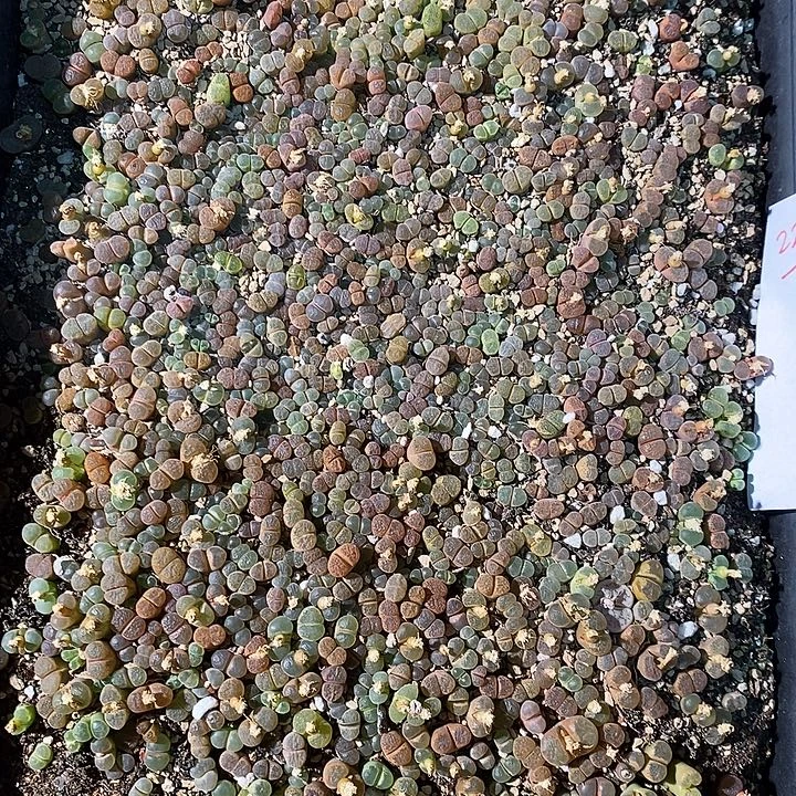 22411。  一筐编号彩风铃。