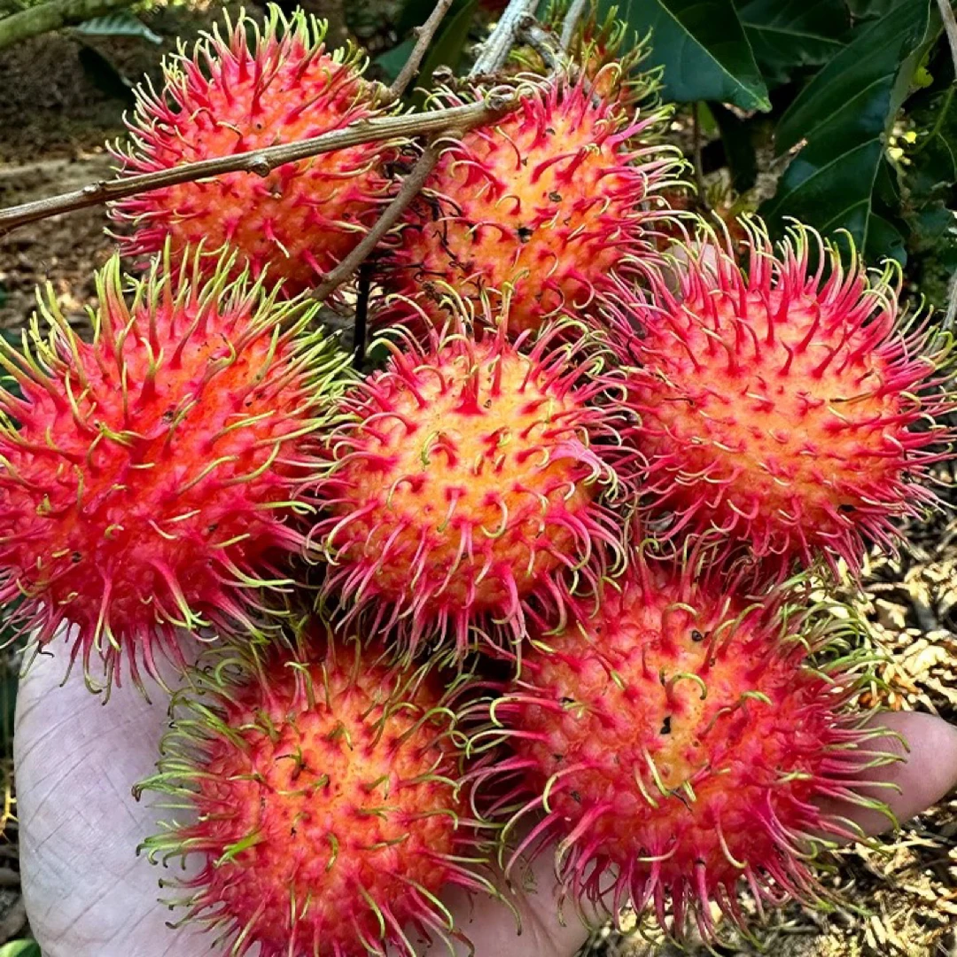 【六妈推荐】红毛丹 香甜水润多汁热带水果 1件2斤起 辽宁发货