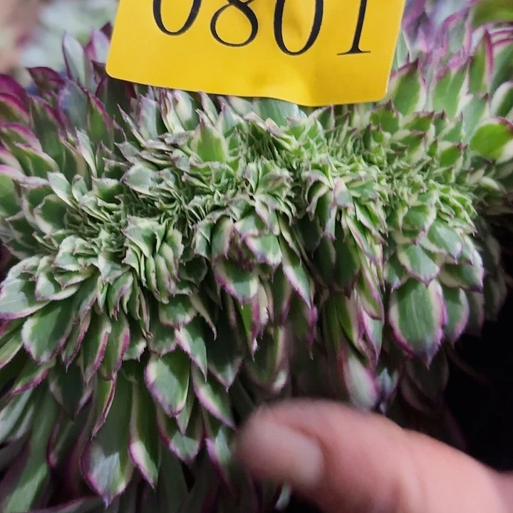 多肉植物福利0801