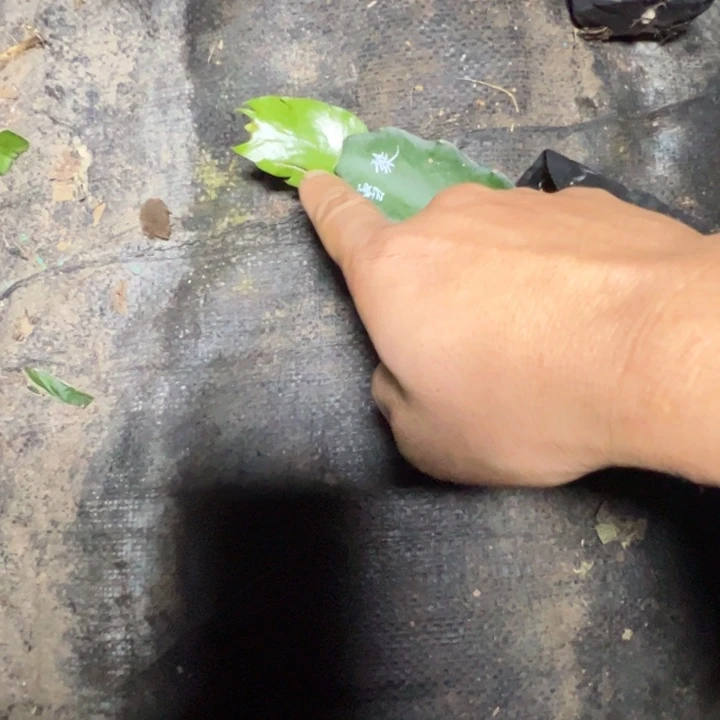 雪梨嫁接单片瑕疵小破苗一颗30
