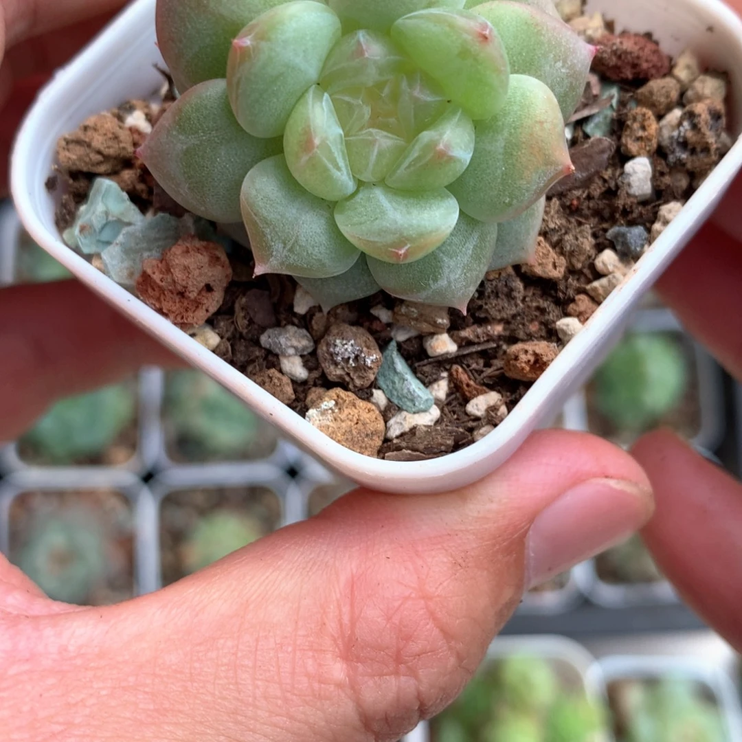 白糯心双头。      21号