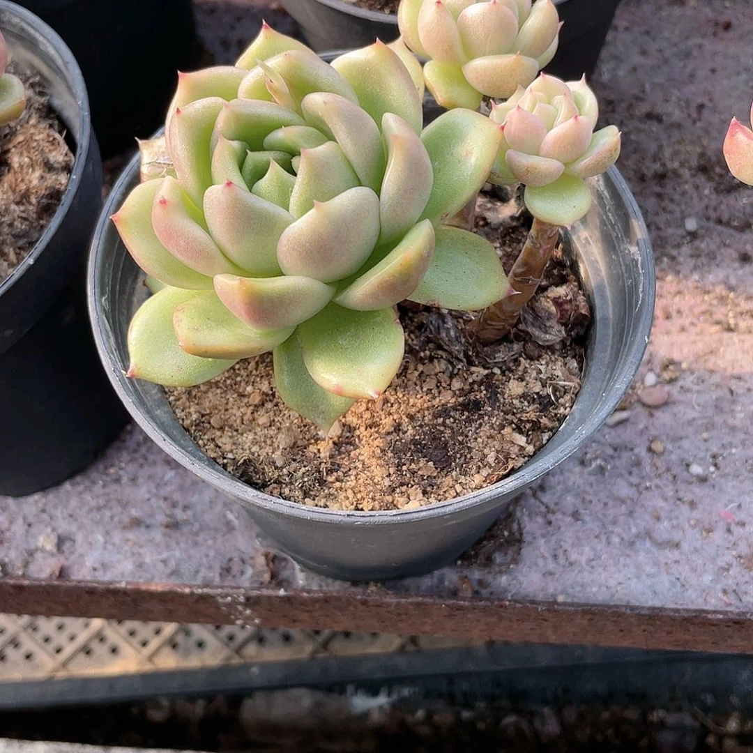 ⭐️**2421  冰城 六月六