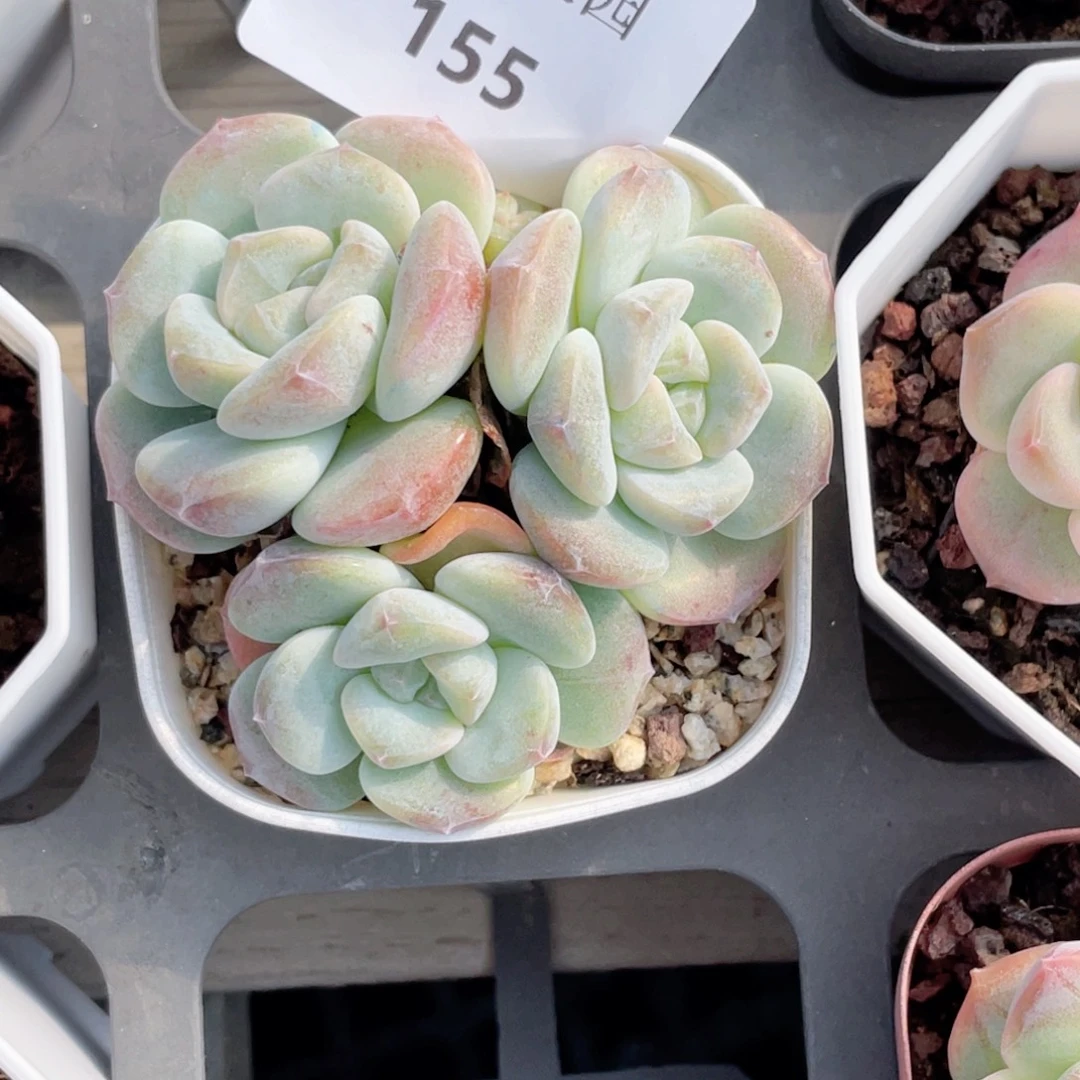 喵***喵155号糖心冰心珍妮