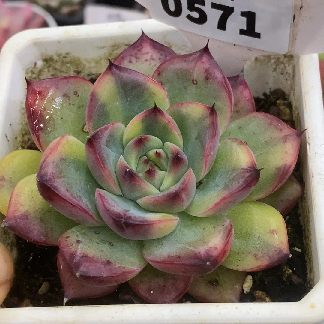 571篝火哈哈哈哈哈哈哈哈