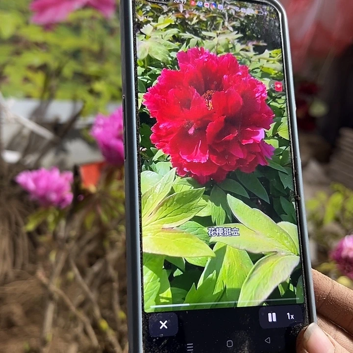 相***缘完全开放芳纪大颗