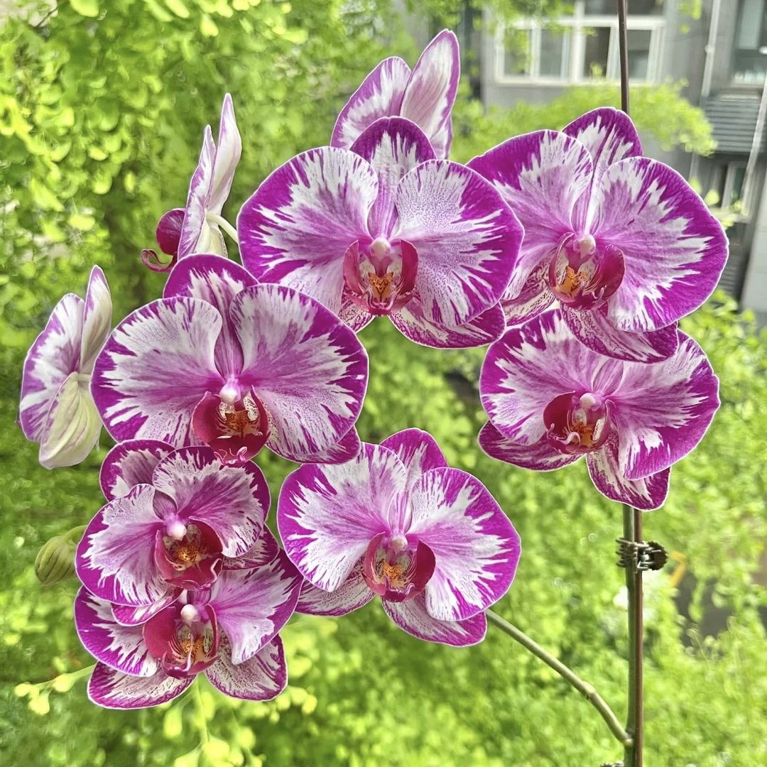 植趣【大展宏图】特殊3.5加高苗 无梗 有返祖率 叶片易裂介意勿拍