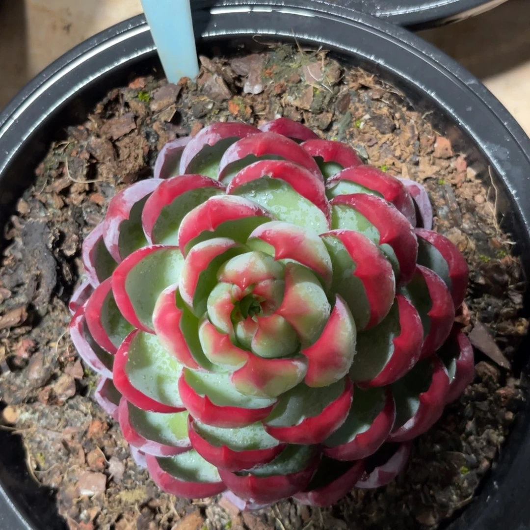 云尘多肉一物一拍1615