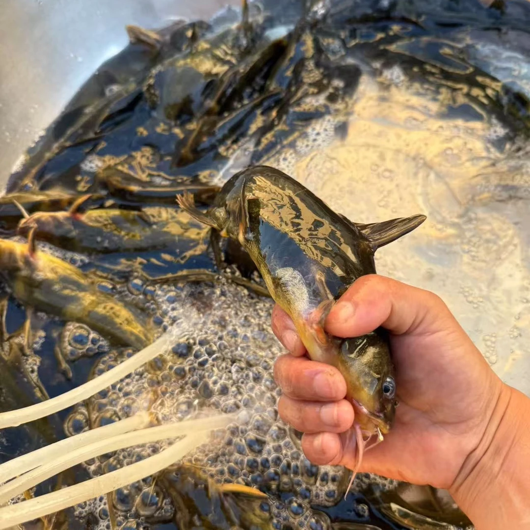 江苏兴化淡水湖野生黄辣丁昂刺鱼黄骨鱼宰杀真空锁鲜三斤起拍包邮