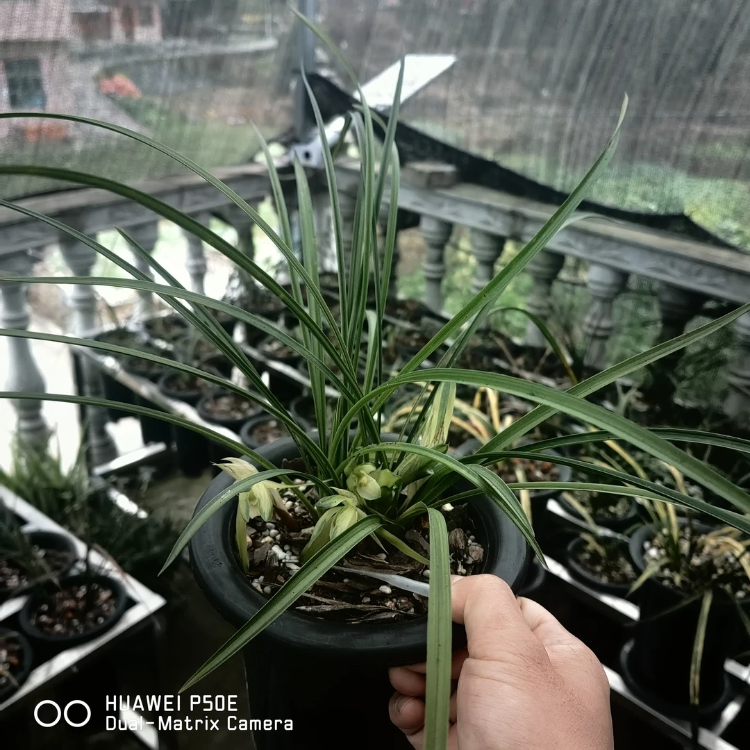 蕙兰小艺草（一物一拍）