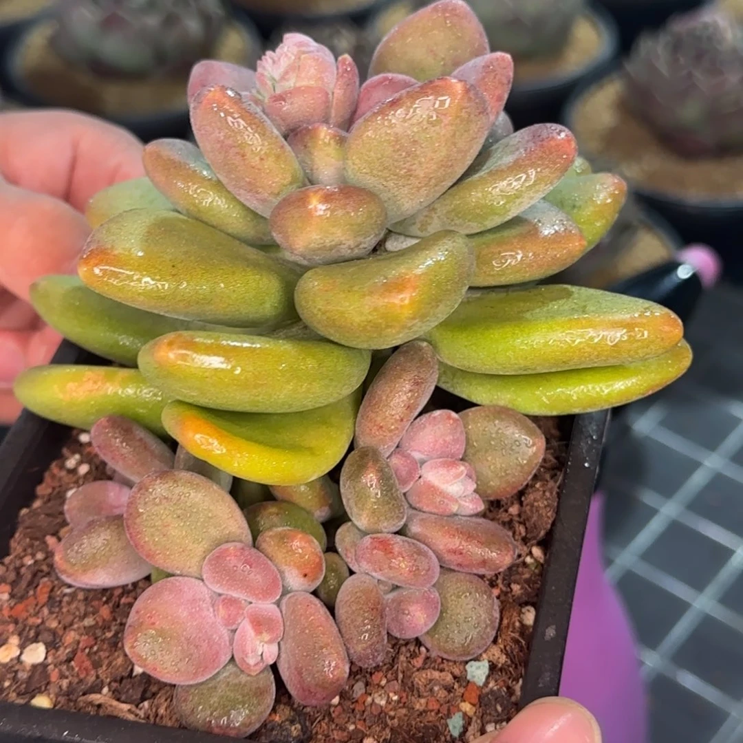 从前慢花园精选多肉芒果奶