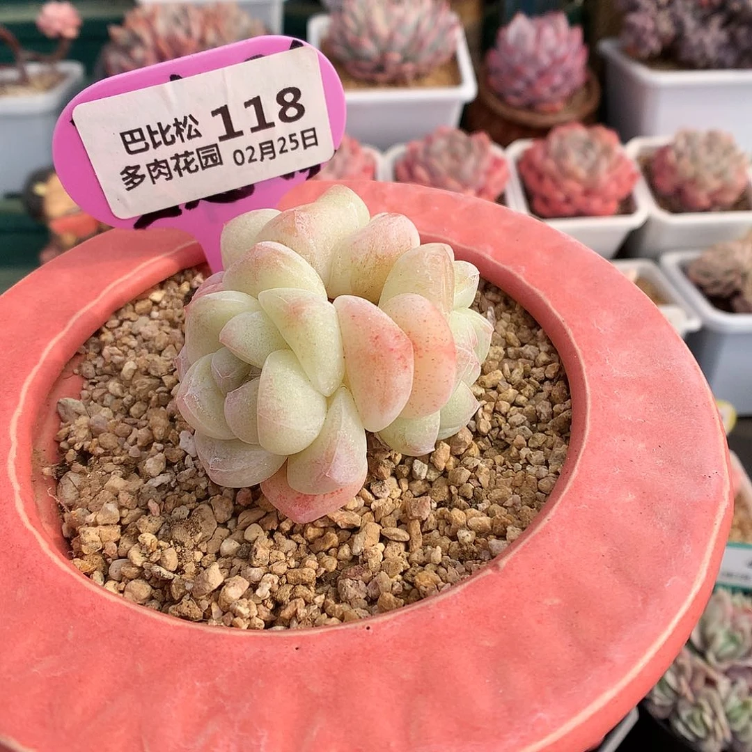 118三头透心冰玉多肉植物