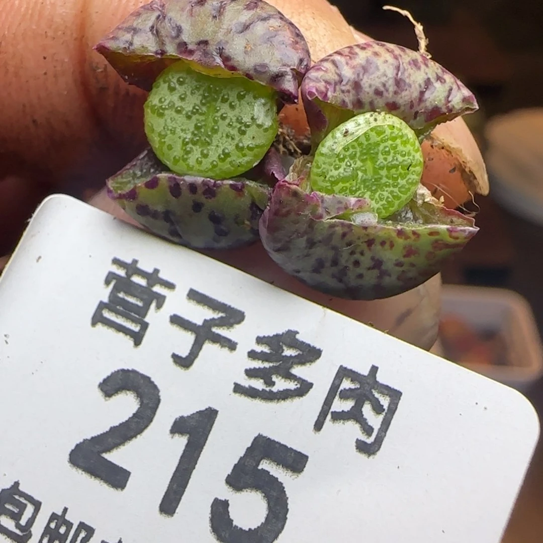 泡泡。