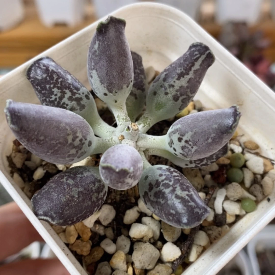 【闪购商品】无花朵紫海豹
