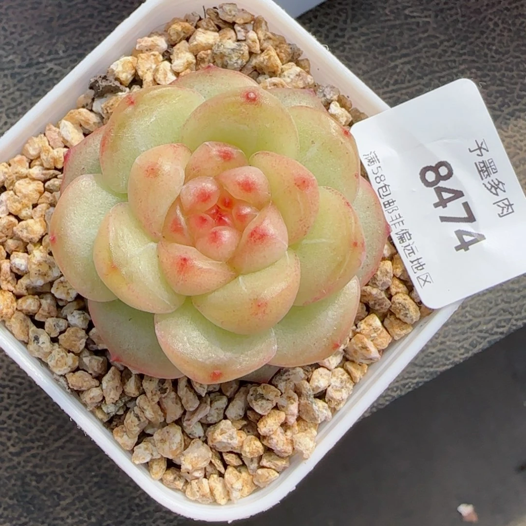 珍妮，8474多肉植物