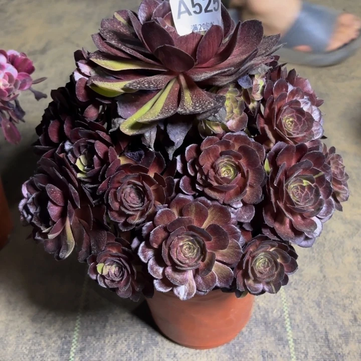 瑞妈多肉园艺，525