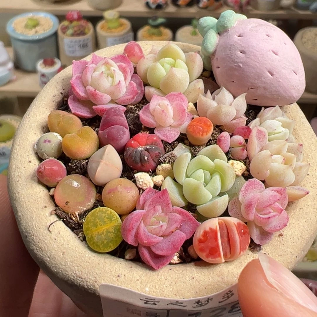 多肉植物167号花海