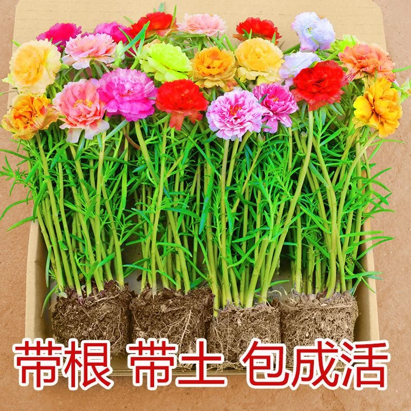 重瓣太阳花盆栽苗大花带根带花苞四季开花植物室内室外好养大大怪