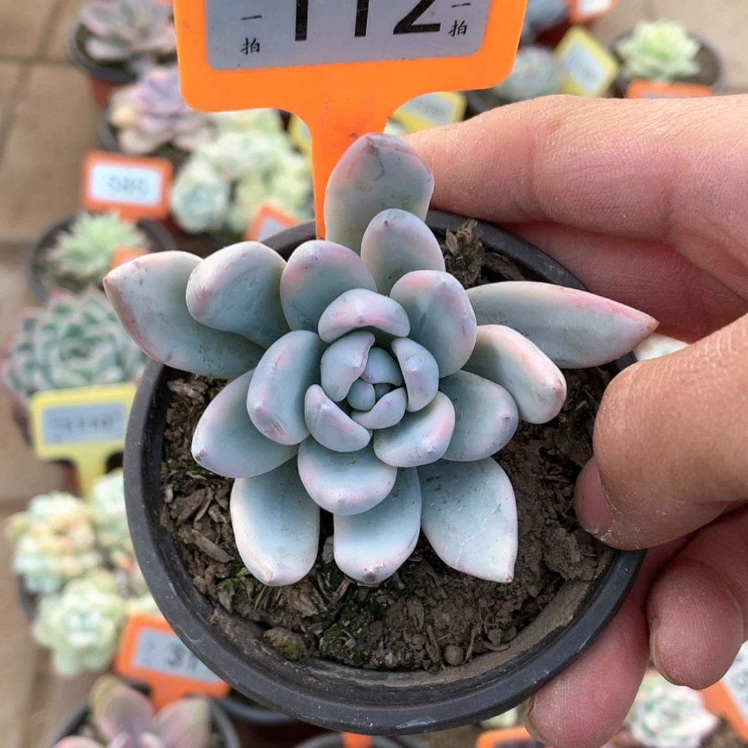 【闪购商品】112号