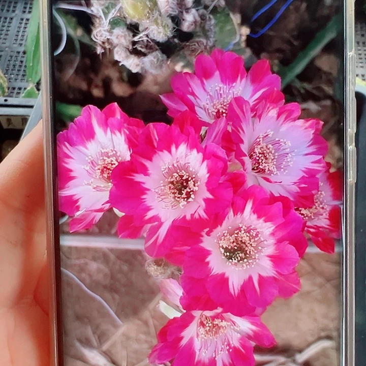 丽0701侧芽 20 包邮