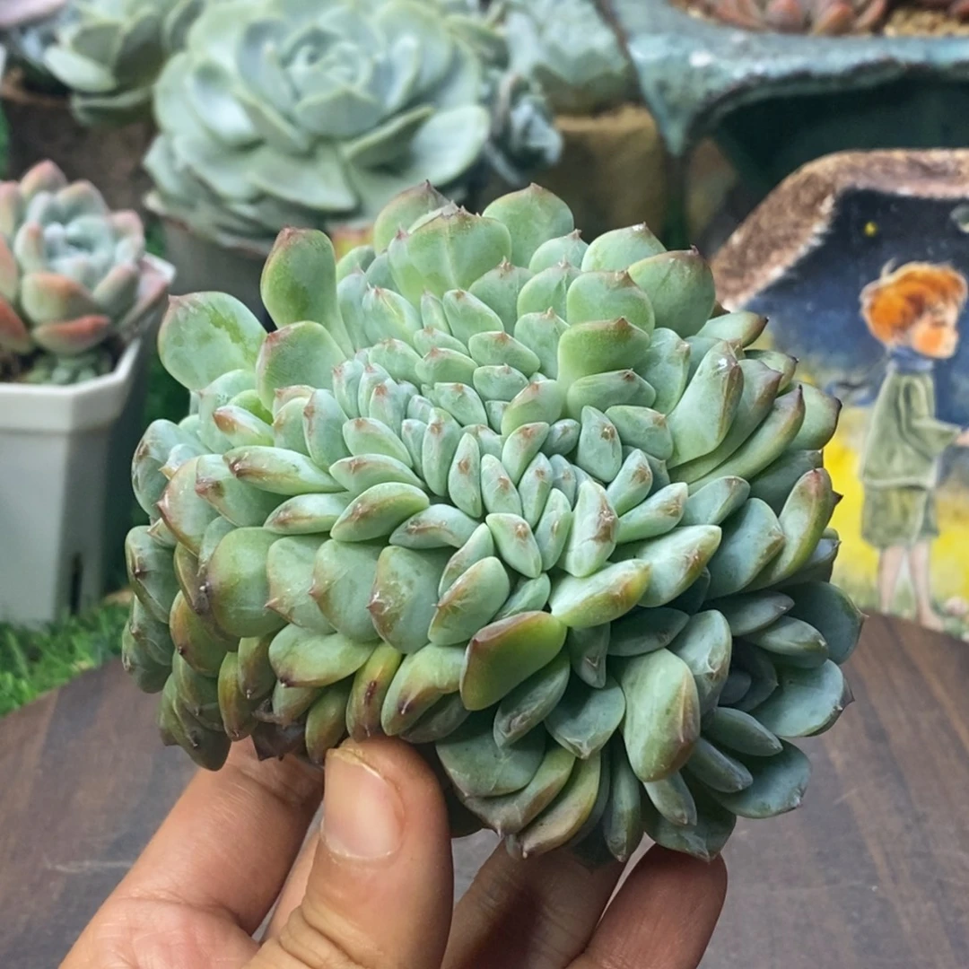 冰魄缀化一物一拍