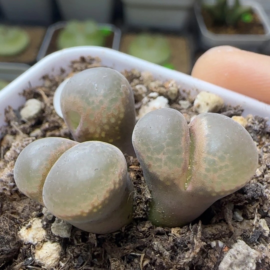 漂漂亮亮多肉植物739