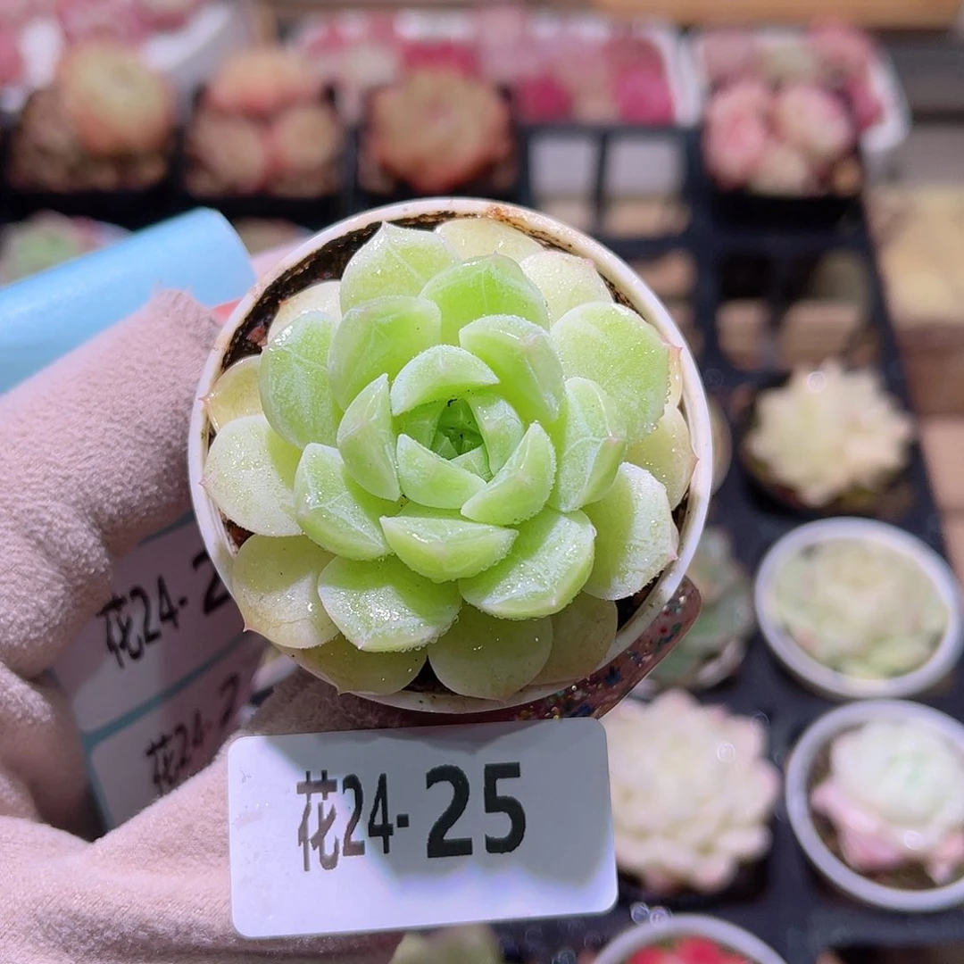 花利美24-25新品单头