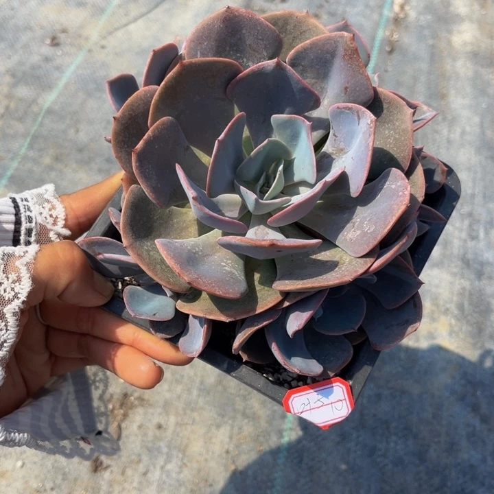 叶***子尘埃玫瑰一颗140盆的