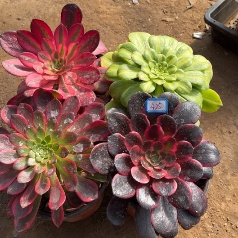 425多肉植物组合