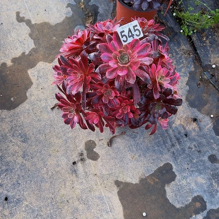 0000000000000054500000