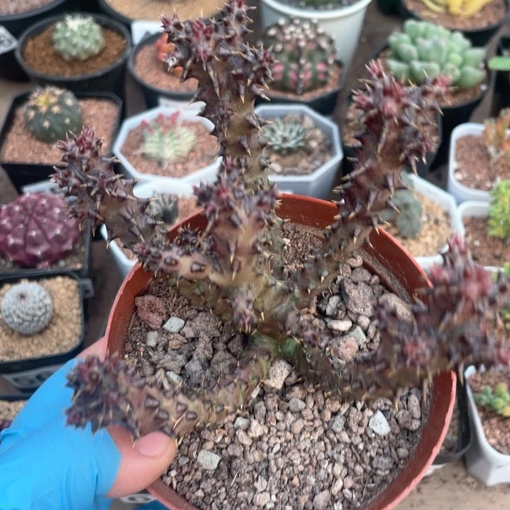 487波斯地毯箩魔
