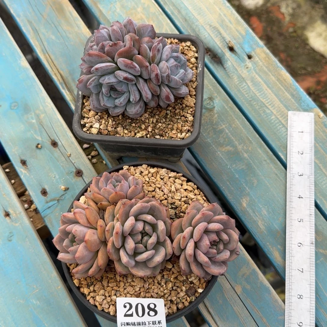 Z***x208星影补差换凌雪14cm左右(23-10)