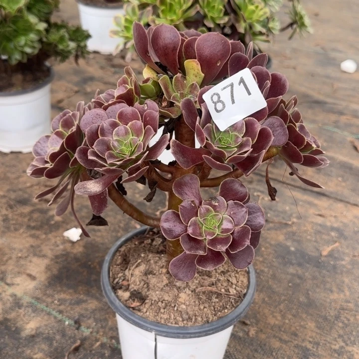 871两单包邮梅花。