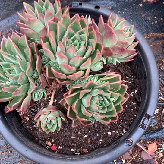 美肉特价活动开始啦