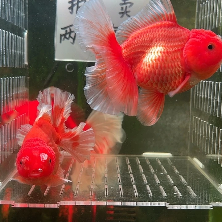 金鱼百褶泰狮亚成28