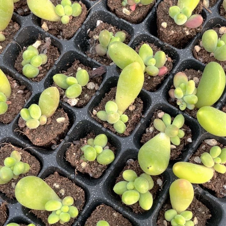 芒果奶5.8元3颗满18包邮